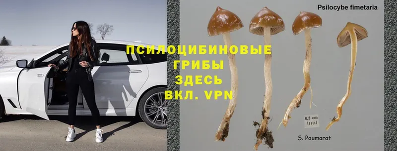 KRAKEN зеркало  даркнет сайт  Белая Холуница  Псилоцибиновые грибы Psilocybe 